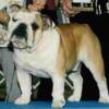 Ch. Glendars King Leopold  "Leo"  Finished 2004