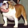 BISS Ch. Admirabulls Ami  "Ami"  finished 2004