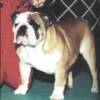 Ch. Glendars Winchester  "Winnie"  Finished 1998