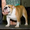 BISS Gr.Ch. Piltz's Louis Vuitton  "Louis"  Finished 2013 Grand Champion 2014