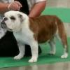 Gr.Ch. Glendars Imagine "Ginger" Finished 2013  Grand Champion 2014